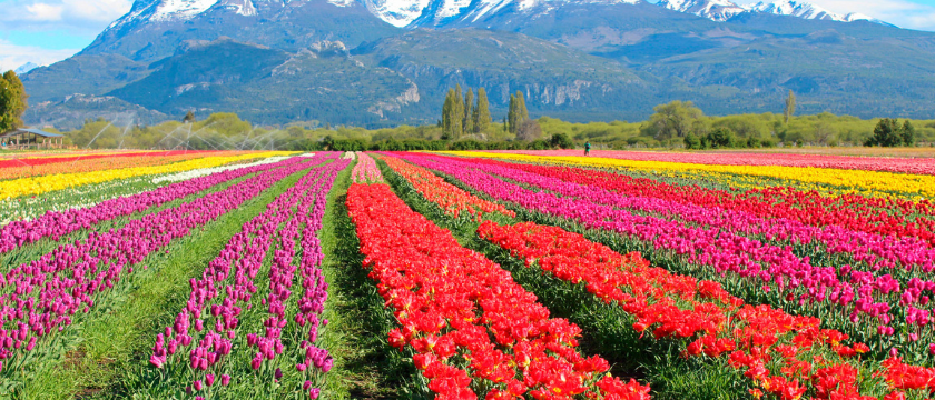 Tulipanes en Esquel