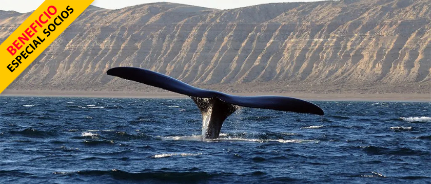 Avistaje de ballenas con lobería Punta Loma | vacaciones de invierno - bus todo incluido