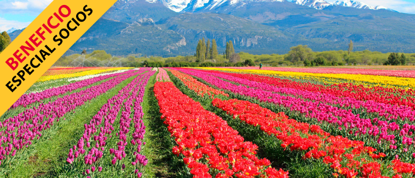 Campo de tulipanes con Esquel, San martín de los Andes y Bariloche – Bus
                Todo
                Incluido